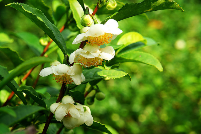 camellia sinensis plant