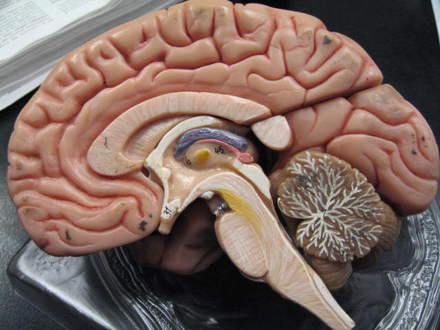 Model of Brain