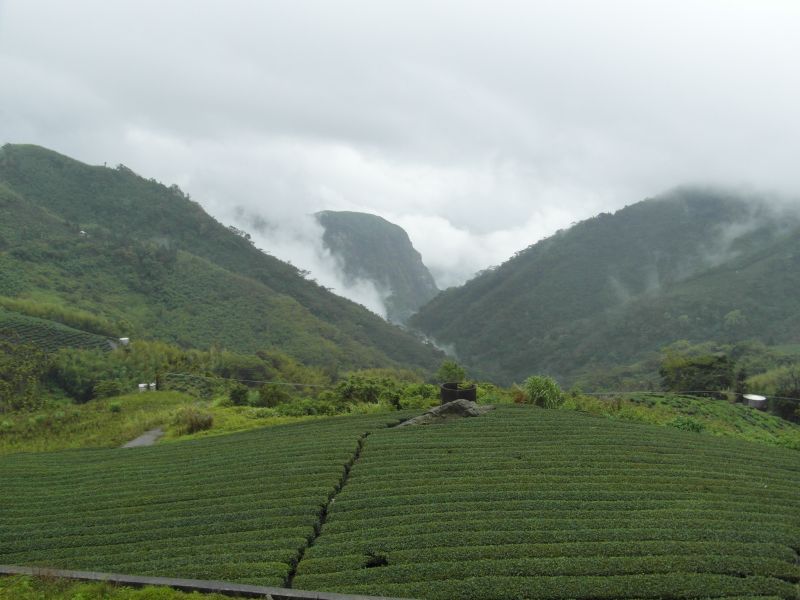 Alishan Tea Plantation
