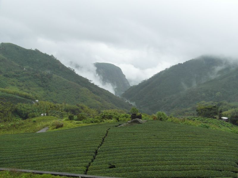 Alishan Taiwan Oolong Tea - Taiwanese Tie Guan Yin - Taiwanese Wu Long From  Ali Shan - Alishan Tea Taiwan Tea Ali Shan Tea Oolong Tea Taiwan Taiwanese