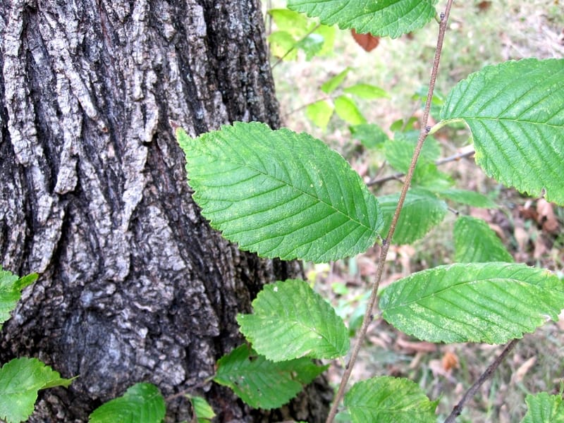 Trunk of the rock elm tree, a close relative of slippery elm